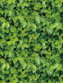 Papel Tapiz De Hojas Verdes Autoadherible Pared 3m*45cm